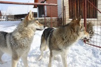 /album/galeria/csv-ceskoslovensky-vlciak-jpg/